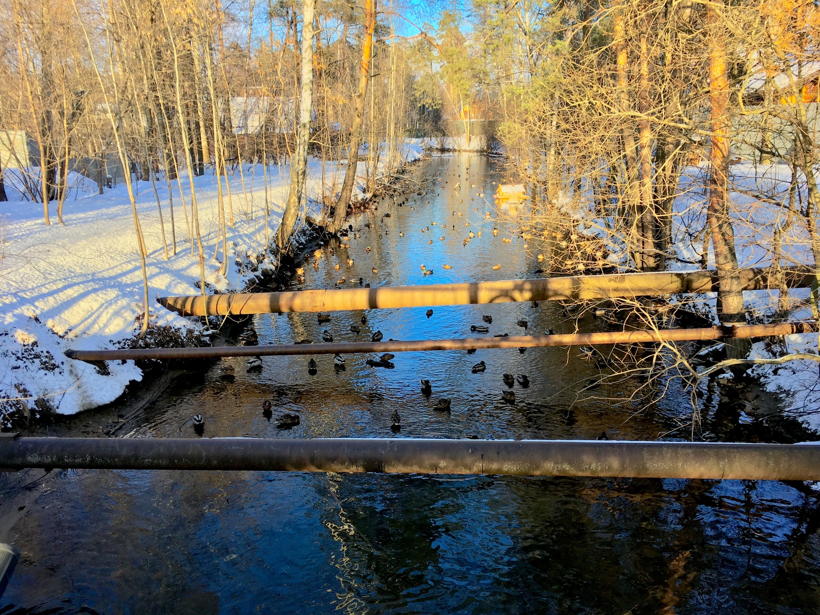 Feed the ducks. Winter go. - My, A bike, Duck, PVD, Longpost