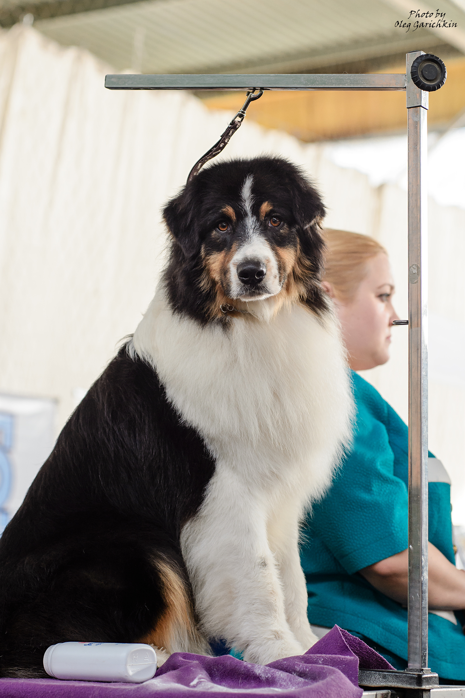 As promised, I continue to publish reportage footage from dog shows held in the South of Russia in 2018 - enjoy watching))) - My, Animals, Dog, Longpost