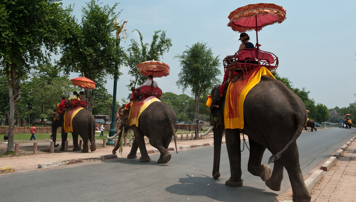 March 13 - National Thai Elephant Day - My, Thailand, Elephants, March, thirteen, Longpost