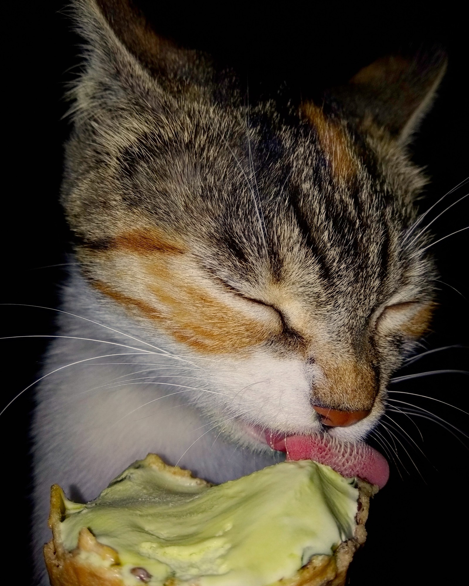 pleasure - My, cat, Ice cream, Language, , Animals