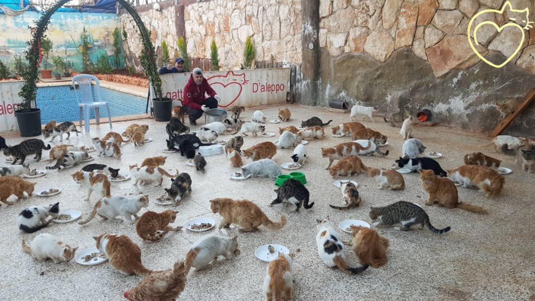 Cat shelter in Aleppo (Syria) - Syria, Aleppo, cat, Shelter, Good people, Longpost, Pets