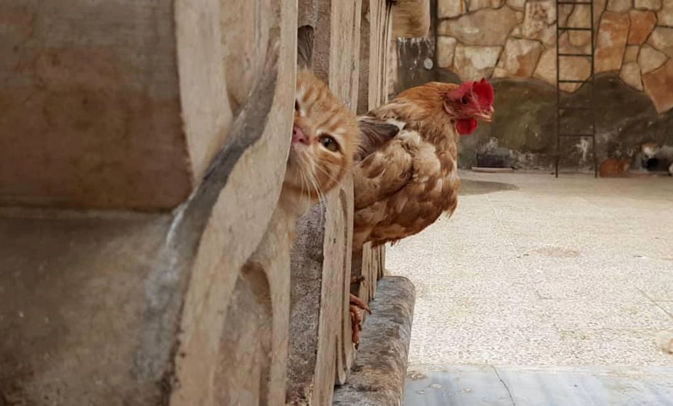 Cat shelter in Aleppo (Syria) - Syria, Aleppo, cat, Shelter, Good people, Longpost, Pets