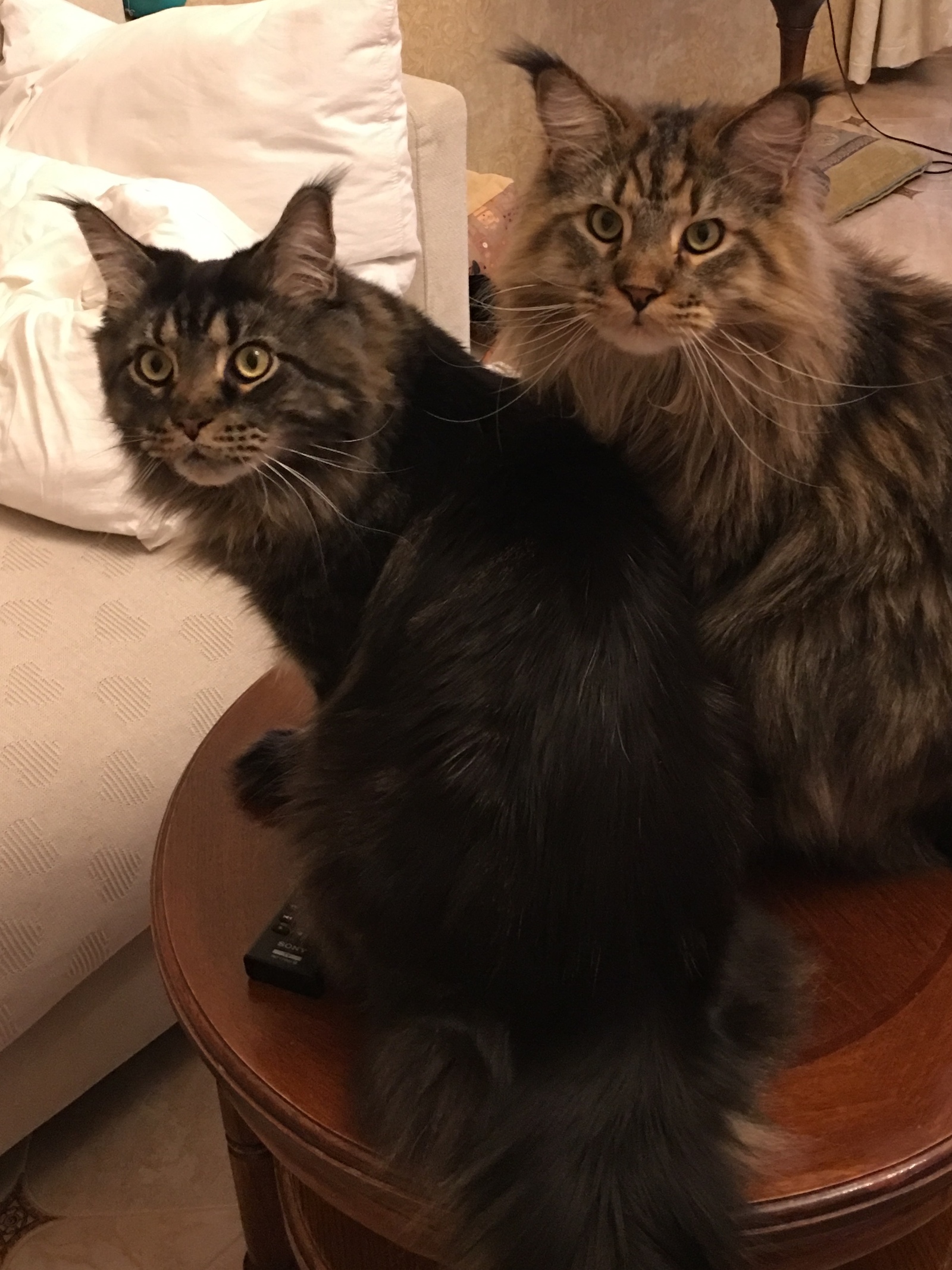 I love Maine Coons very much .. I have two of them .. Don't get them for fun .. they are small children! It's not easy with them! - My, Pets, Pet, Longpost, cat, Maine Coon, Pet