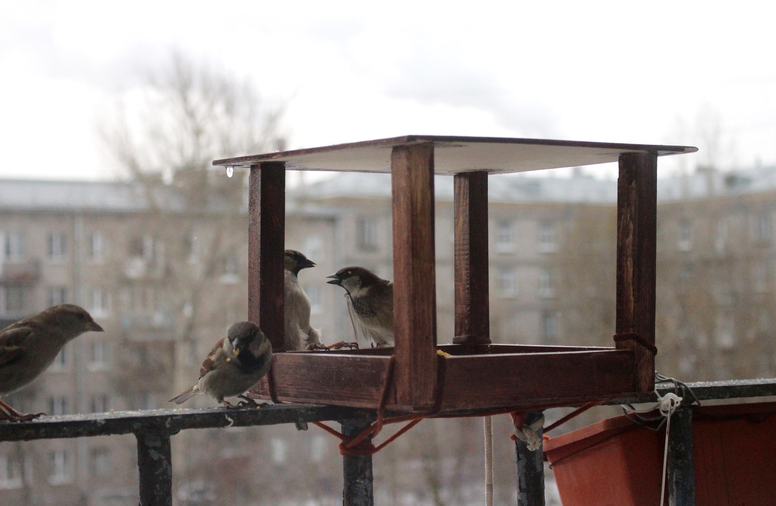 Feathered - My, Trough, Birds, Sparrow, Jackdaw, Longpost