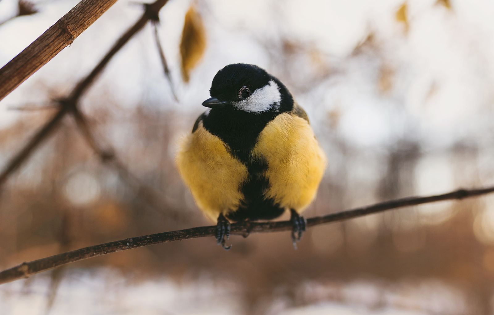 lazy great tit - My, Big, Birds, The photo, Sony alpha, Sigma 35 f14, Neskuchny Garden, Longpost