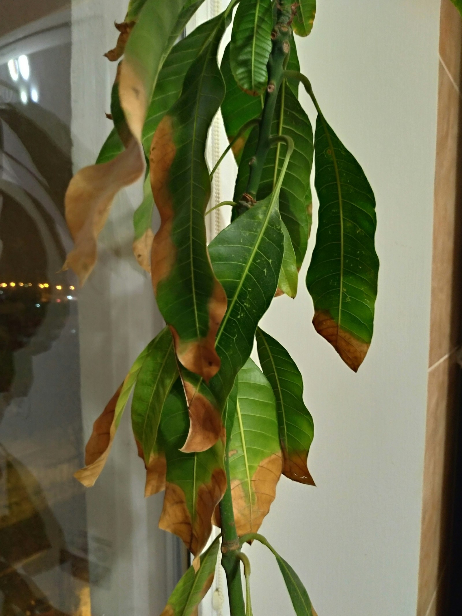 Mango on the windowsill - My, Mango, Gardening, Vegetable garden on the windowsill, Longpost