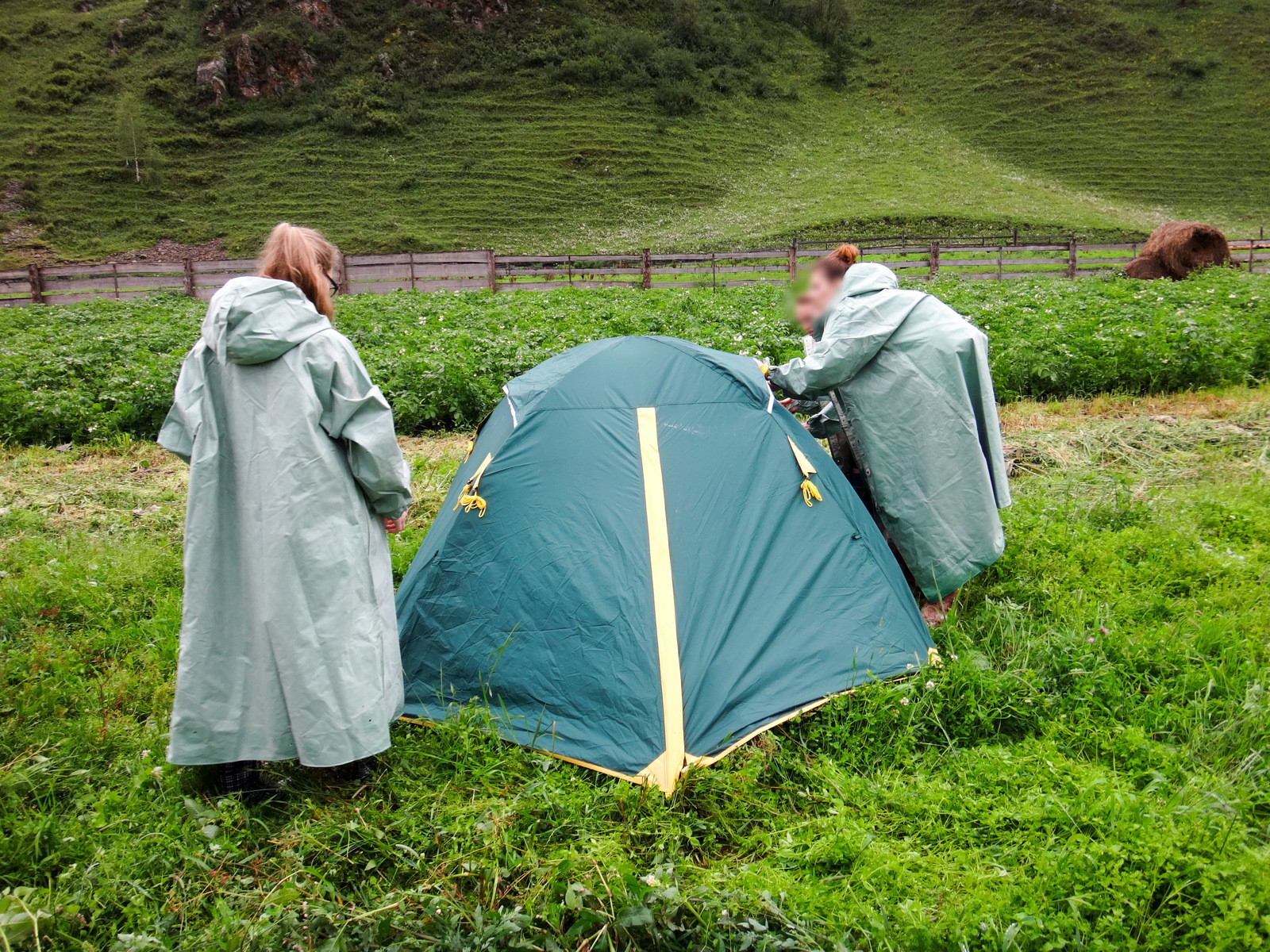 Koony trip across Altai. - My, Hike, The photo, Mountain Altai, Horses, Longpost, Altai Republic