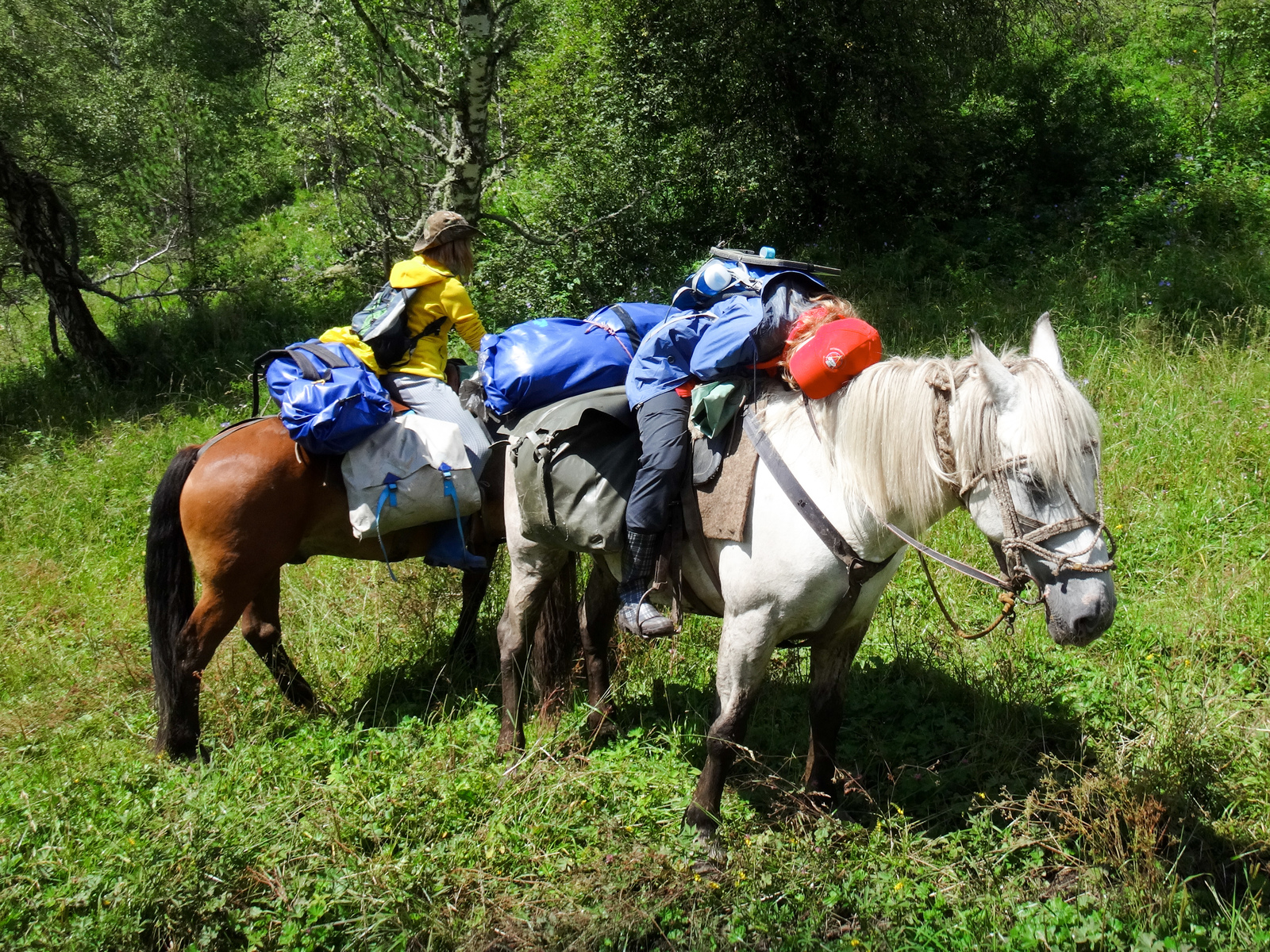 Koony trip across Altai. - My, Hike, The photo, Mountain Altai, Horses, Longpost, Altai Republic