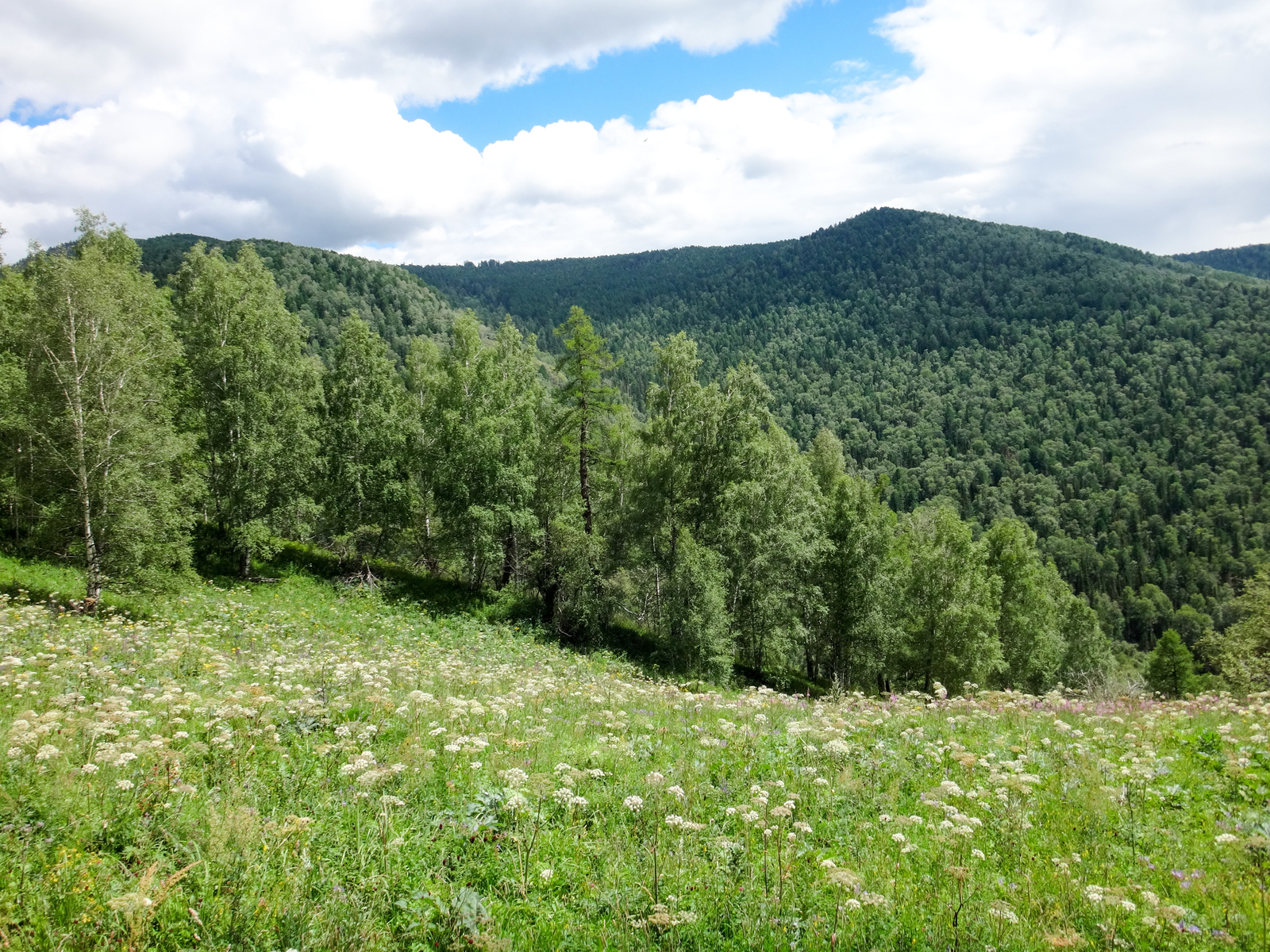 Koony trip across Altai. - My, Hike, The photo, Mountain Altai, Horses, Longpost, Altai Republic