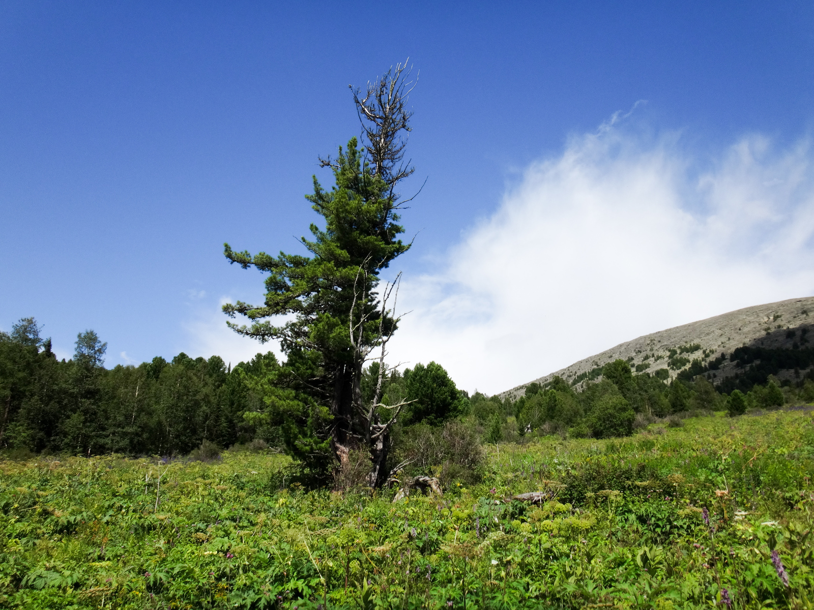 Koony trip across Altai. - My, Hike, The photo, Mountain Altai, Horses, Longpost, Altai Republic