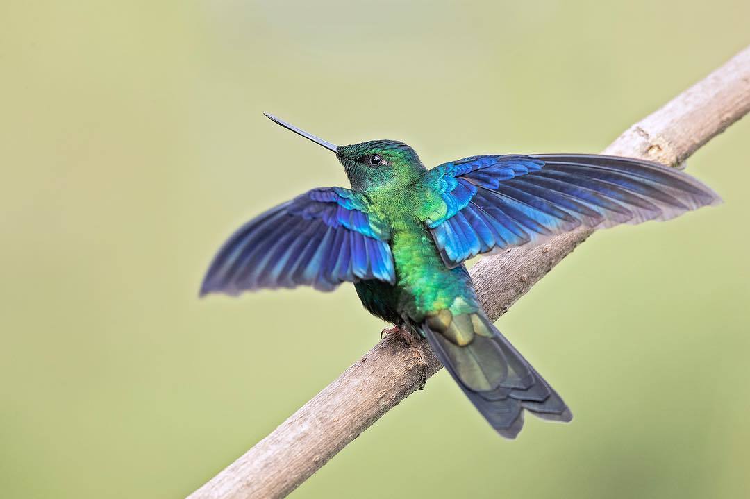 Beautiful birds of India in the pictures of Thirumurti Ra - India, Birds, Animals, Nature, , Longpost, Hummingbird