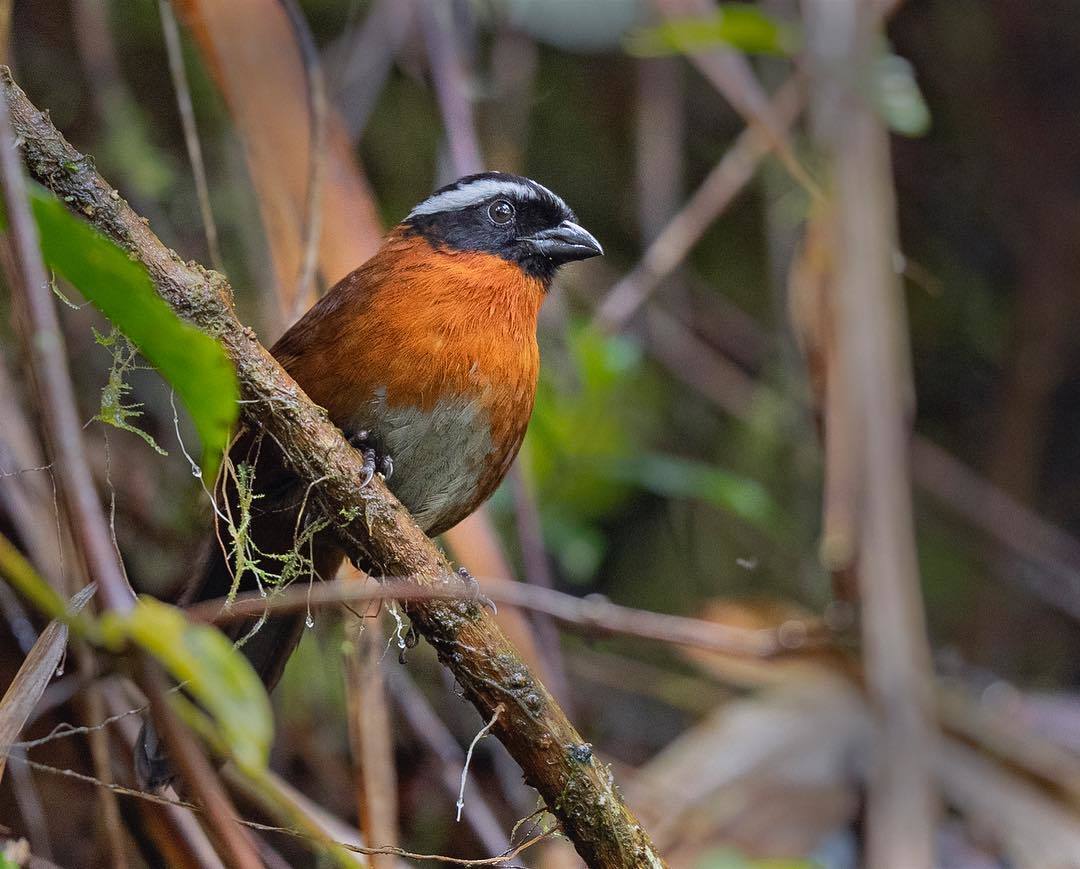 Beautiful birds of India in the pictures of Thirumurti Ra - India, Birds, Animals, Nature, , Longpost, Hummingbird