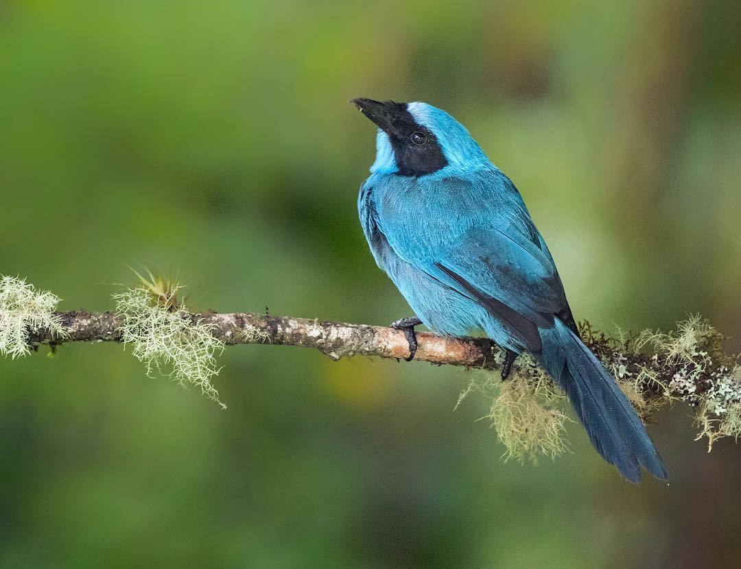 Beautiful birds of India in the pictures of Thirumurti Ra - India, Birds, Animals, Nature, , Longpost, Hummingbird