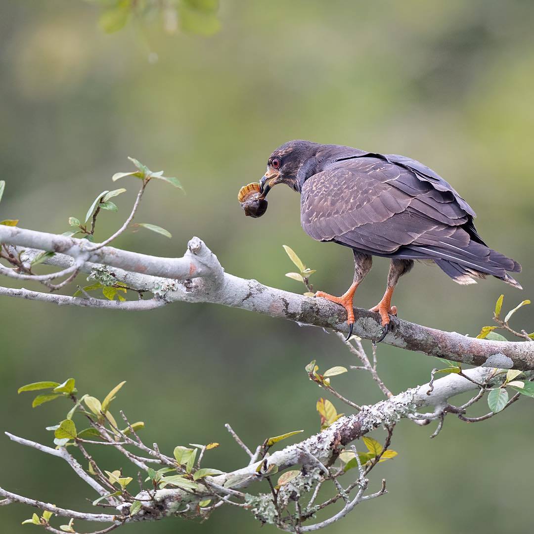 Beautiful birds of India in the pictures of Thirumurti Ra - India, Birds, Animals, Nature, , Longpost, Hummingbird