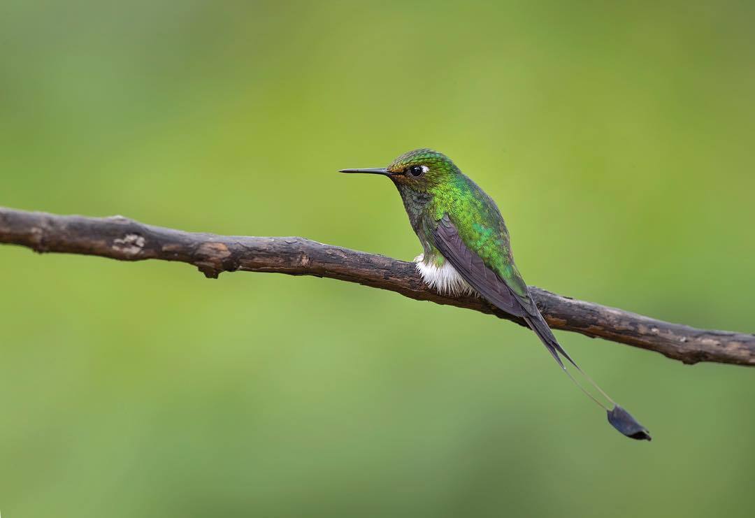 Beautiful birds of India in the pictures of Thirumurti Ra - India, Birds, Animals, Nature, , Longpost, Hummingbird