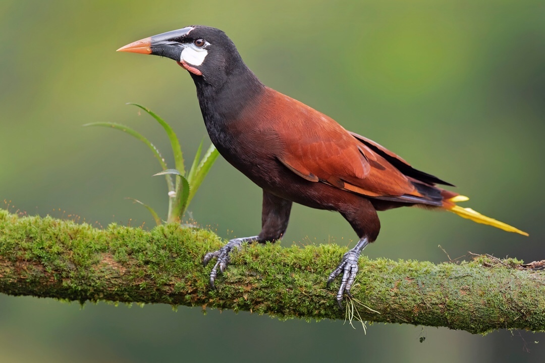 Beautiful birds of India in the pictures of Thirumurti Ra - India, Birds, Animals, Nature, , Longpost, Hummingbird