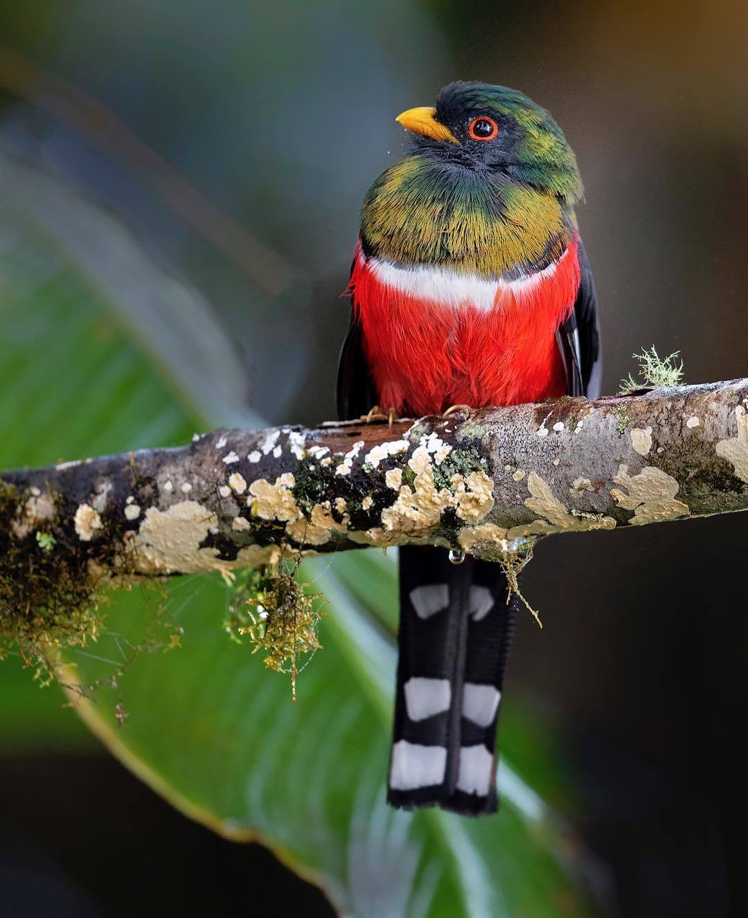 Beautiful birds of India in the pictures of Thirumurti Ra - India, Birds, Animals, Nature, , Longpost, Hummingbird