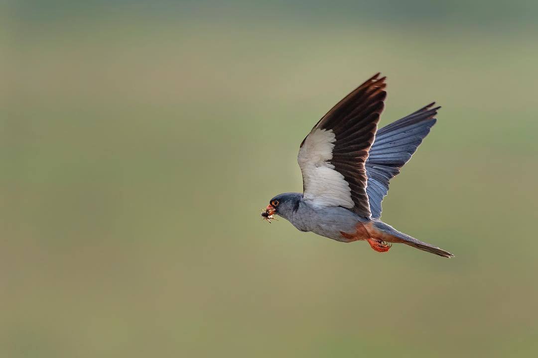 Beautiful birds of India in the pictures of Thirumurti Ra - India, Birds, Animals, Nature, , Longpost, Hummingbird