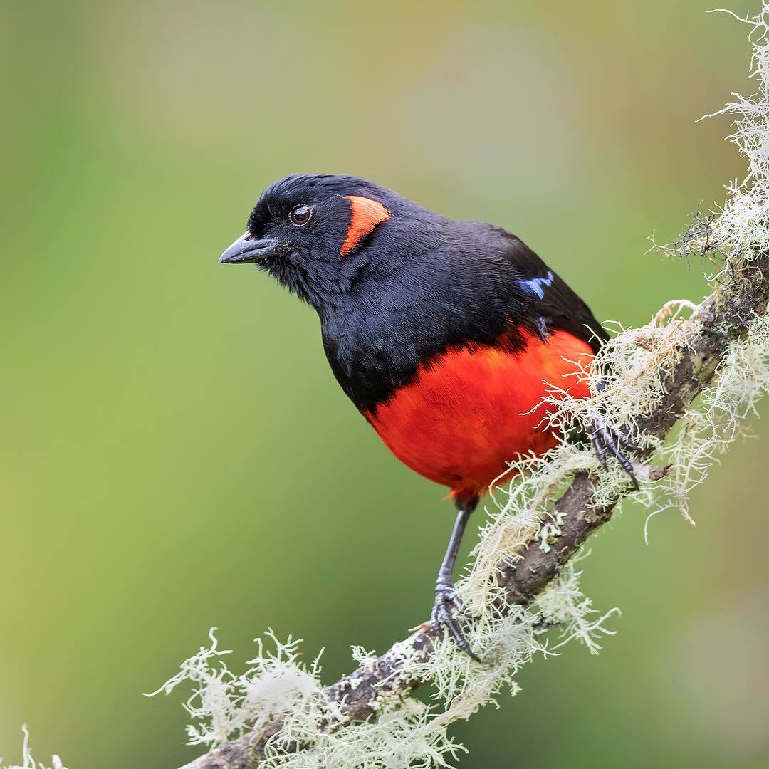 Beautiful birds of India in the pictures of Thirumurti Ra - India, Birds, Animals, Nature, , Longpost, Hummingbird