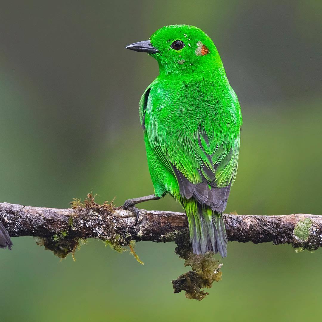 Beautiful birds of India in the pictures of Thirumurti Ra - India, Birds, Animals, Nature, , Longpost, Hummingbird