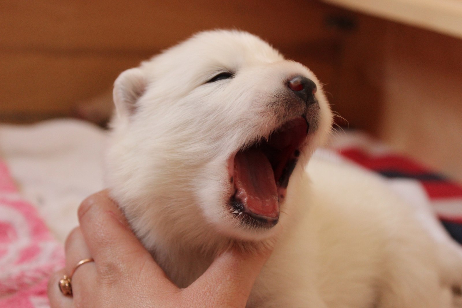 Samoyed puppy looks like a white bear cub - Samoyed, Dog, Puppies, Pets