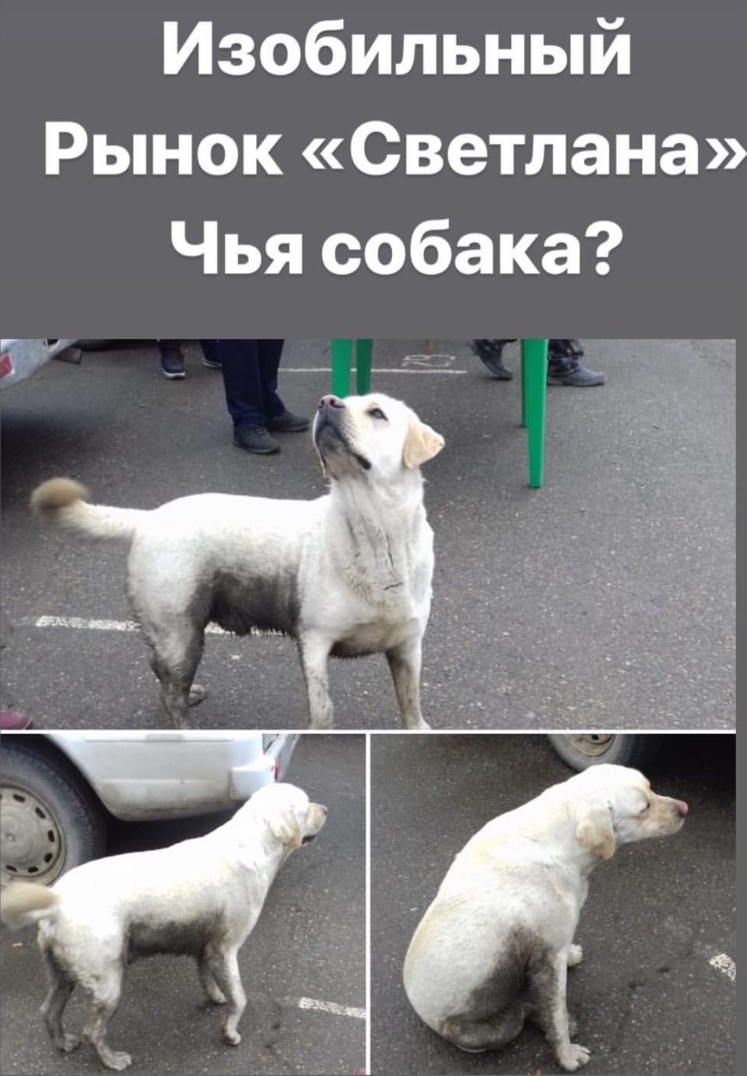 Abundant, Stavropol Territory, lost Labrador! - My, Abundant, Dog, Animals, Lost, Help me find, No rating, The dog is missing, Labrador, Longpost