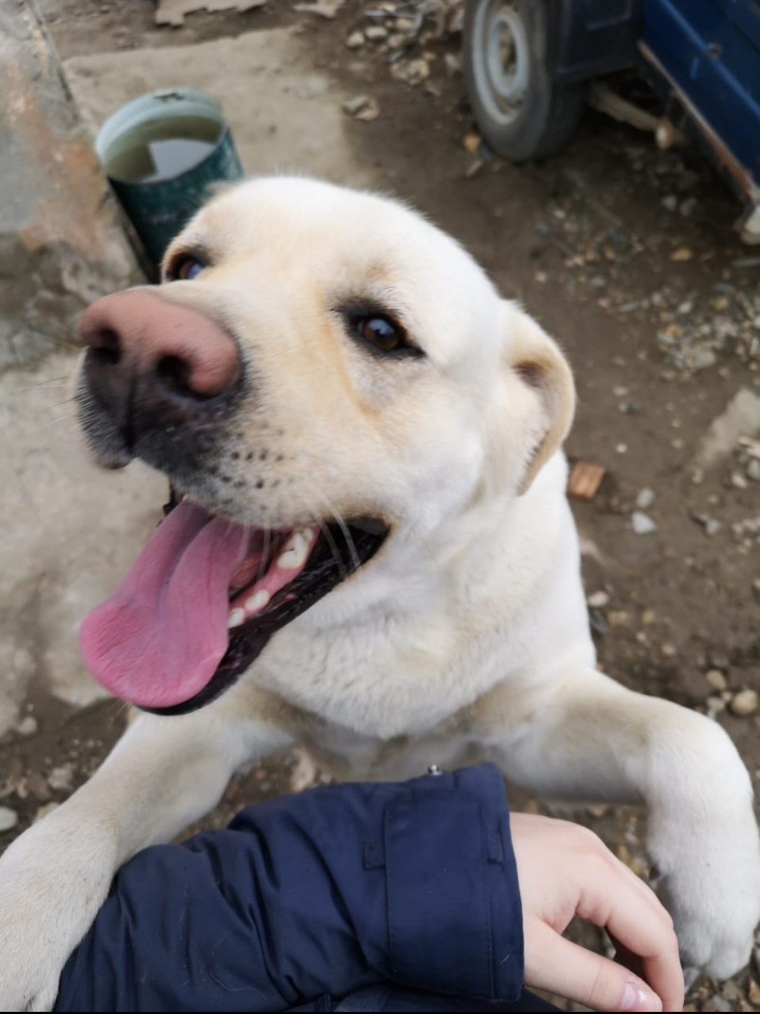 Abundant, Stavropol Territory, lost Labrador! - My, Abundant, Dog, Animals, Lost, Help me find, No rating, The dog is missing, Labrador, Longpost