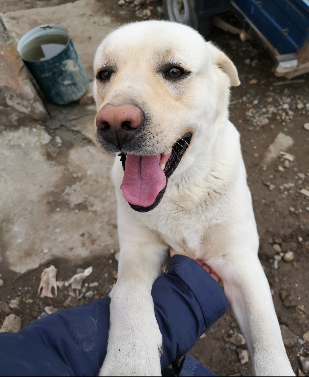 Abundant, Stavropol Territory, lost Labrador! - My, Abundant, Dog, Animals, Lost, Help me find, No rating, The dog is missing, Labrador, Longpost