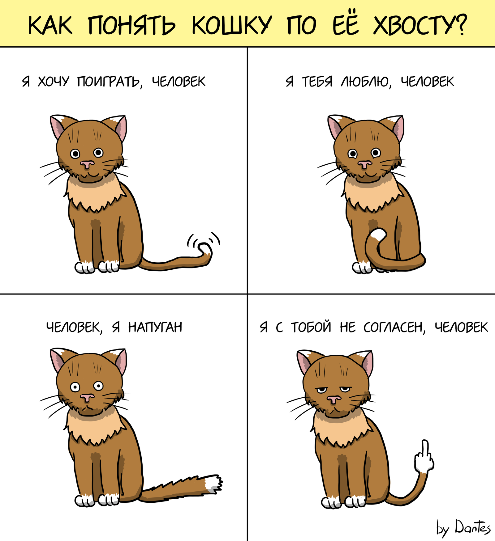 Как понять что хочет кот