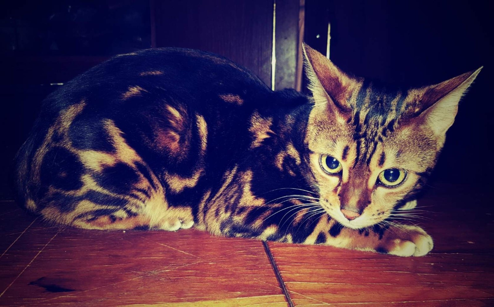 Post for those who want to have a Bengal. - Bengal cat, Big cats, Bengal, Longpost, cat