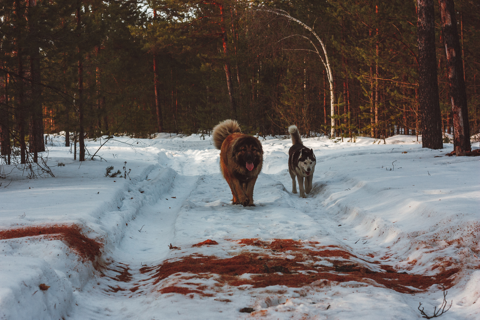 Two - My, Husky, Caucasian Shepherd Dog, Forest, Spring, Longpost, Dog