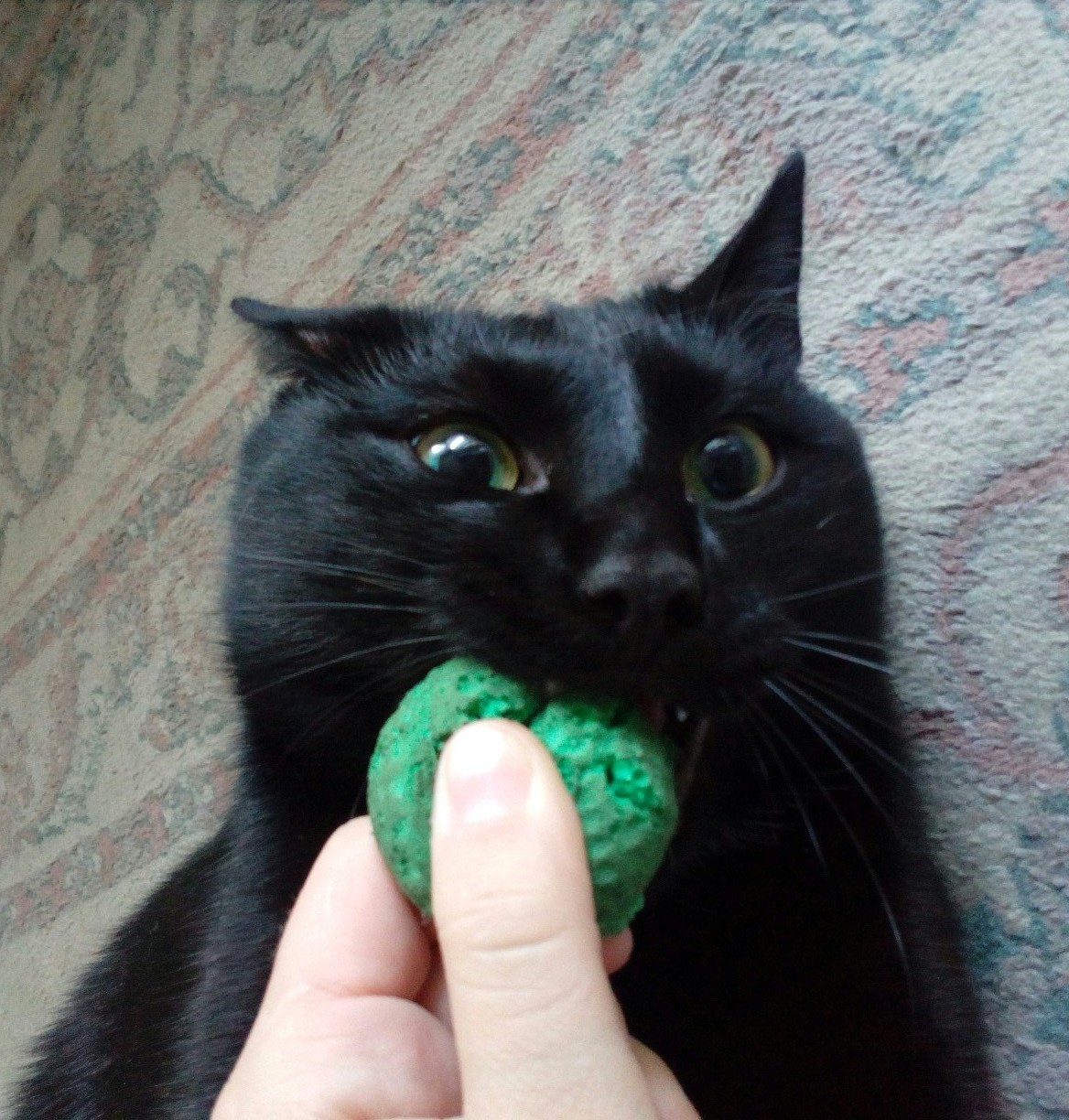 My ball... - Ball, cat, Black cat