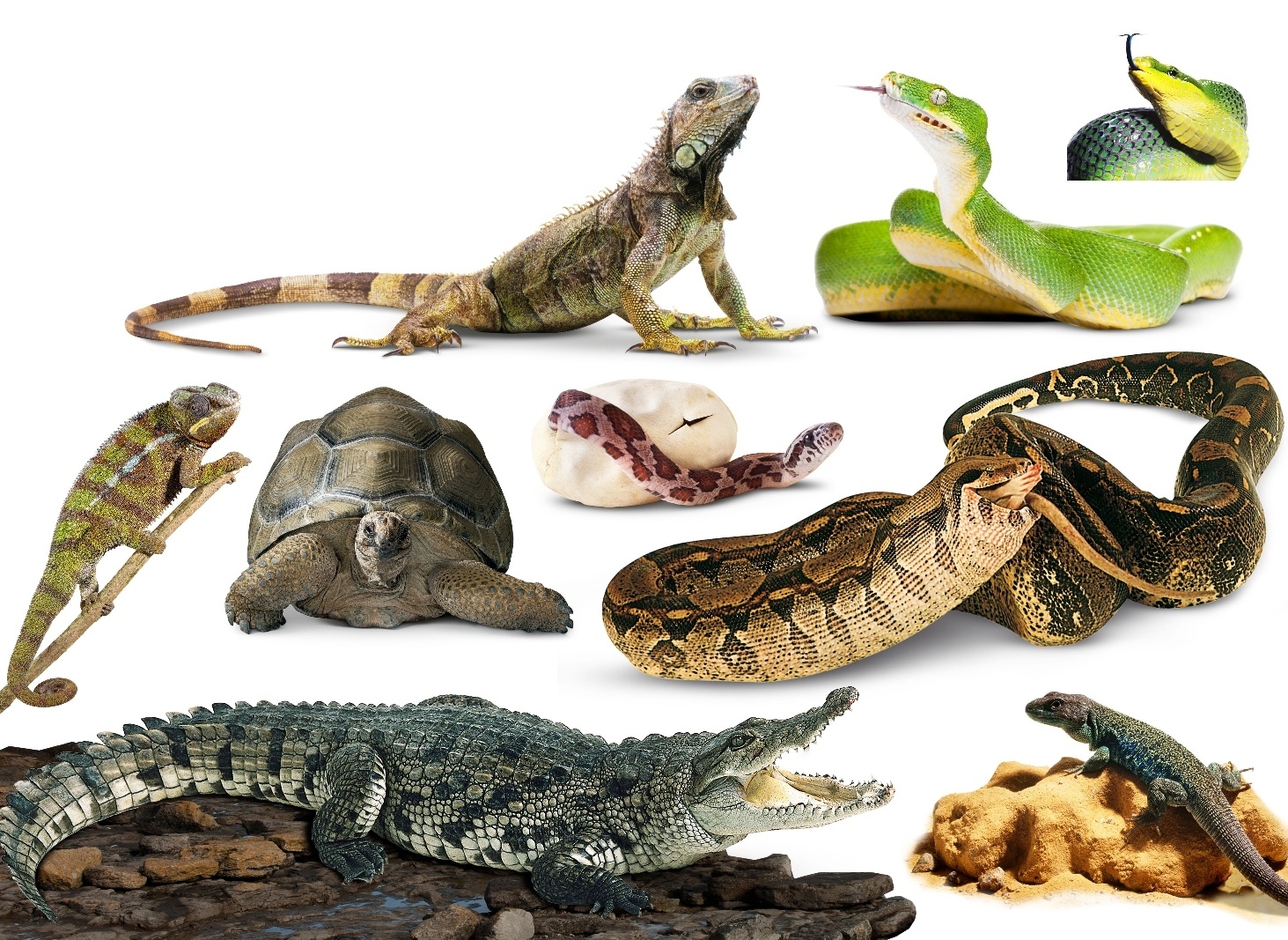 reptiles - Reptiles, Zoology, Story