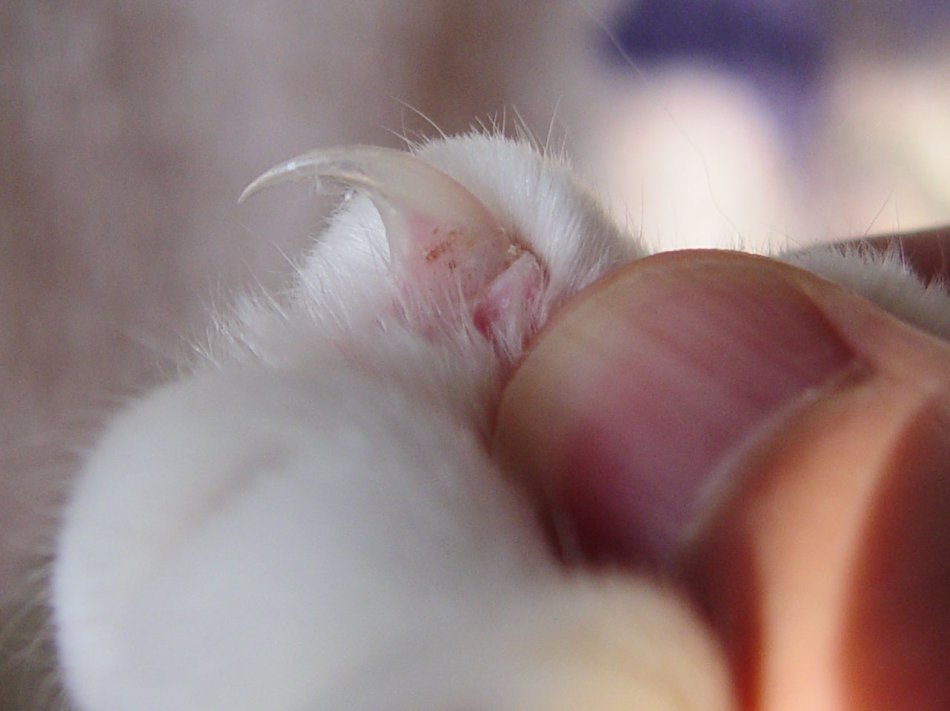 Можно ли ампутировать когти кошке | Пикабу