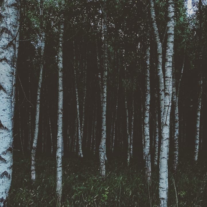 Baltic forests - My, Forest, The photo, Lithuania, Landscape