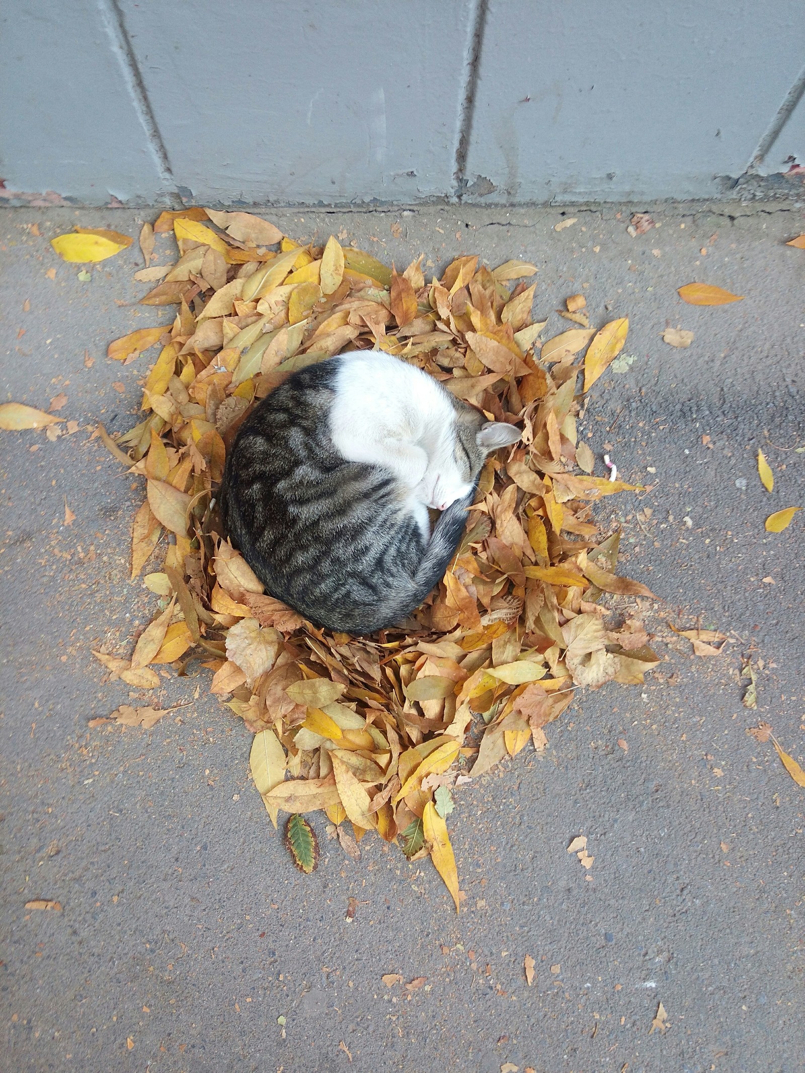 cat on the nest - cat, Rostov-on-Don