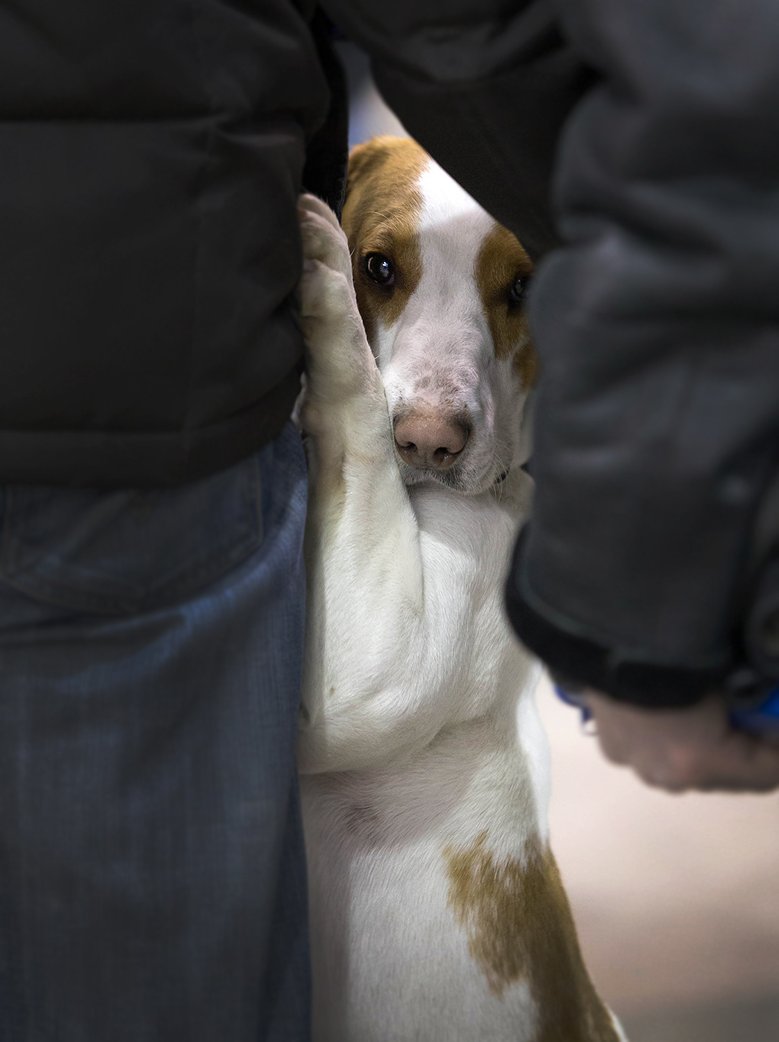 Spied at a dog show - My, Dog, Animals, The photo, Dog show, Dog days, Longpost