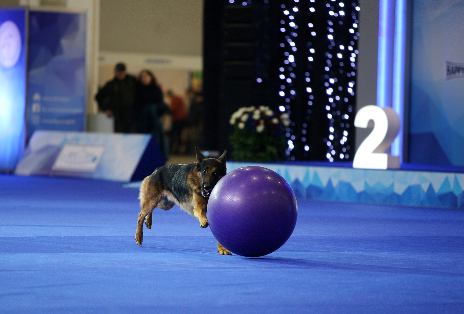 Spied at a dog show - My, Dog, Animals, The photo, Dog show, Dog days, Longpost