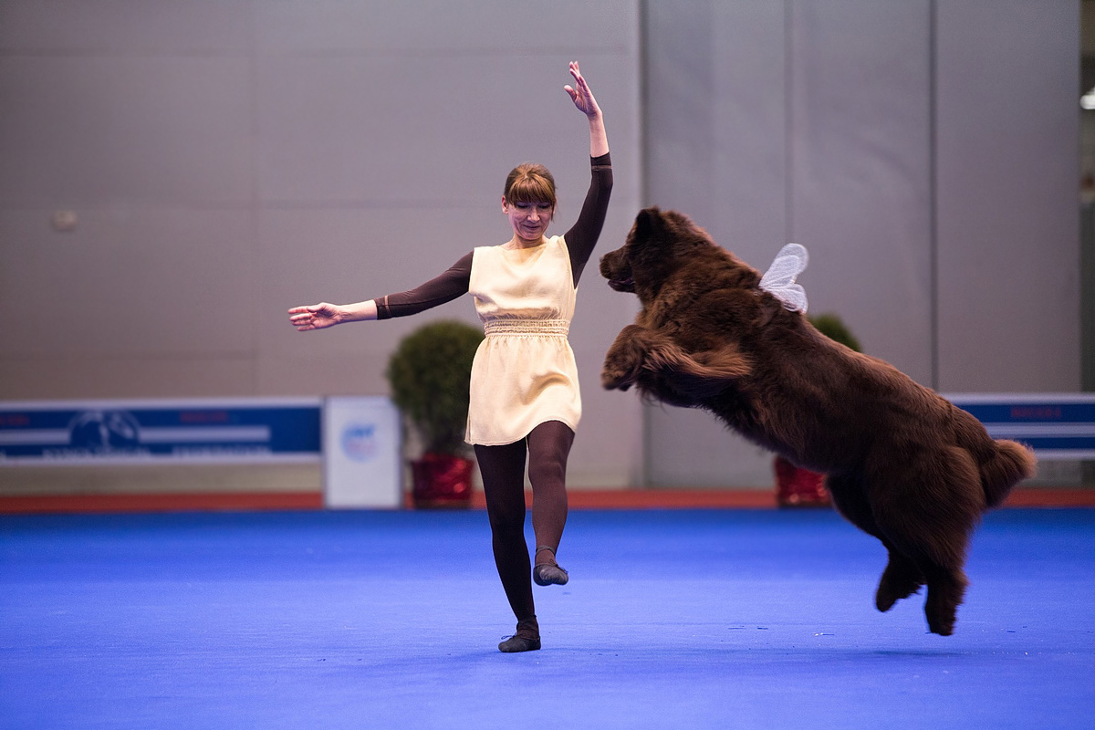 Spied at a dog show - My, Dog, Animals, The photo, Dog show, Dog days, Longpost