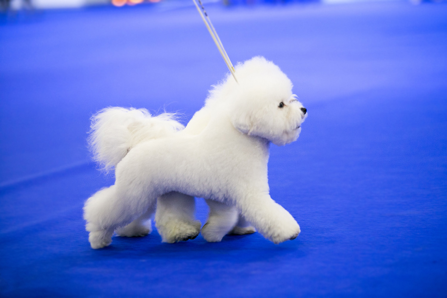 Spied at a dog show - My, Dog, Animals, The photo, Dog show, Dog days, Longpost