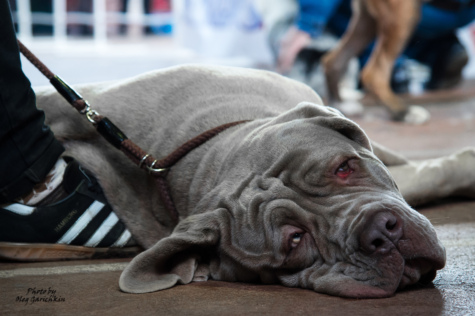 I bring to your attention a number of reportage pictures from dog shows held in 2018 in the South of Russia, enjoy watching))) - My, Dog, Dogs and people, Exhibition, Dog show, Animalistics, Longpost, Pets