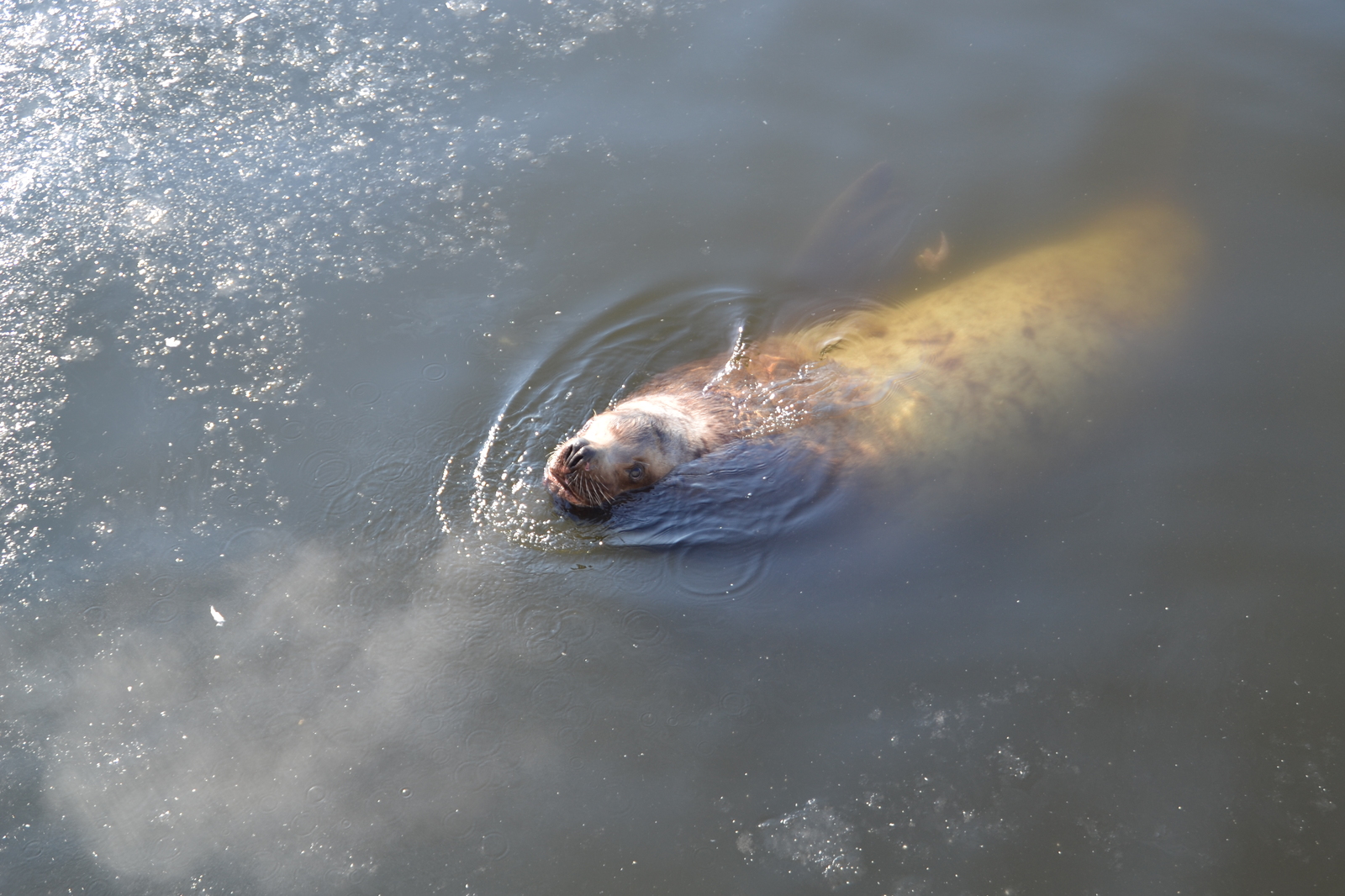 Kamchatka, Avacha Bay, sea lions. - My, Kamchatka, Sea lions, Avacha Bay, Longpost