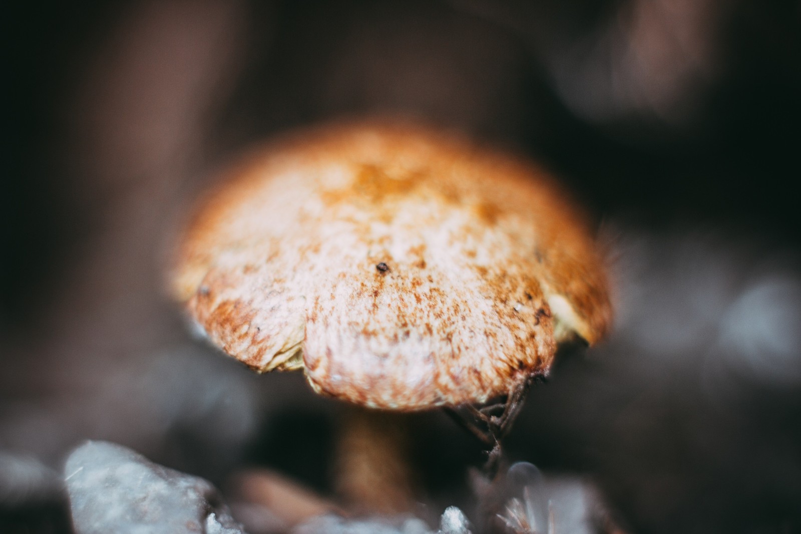 Mushroom and slug :) - My, Mushrooms, Slug, Macro, Macro photography, The photo, Slug