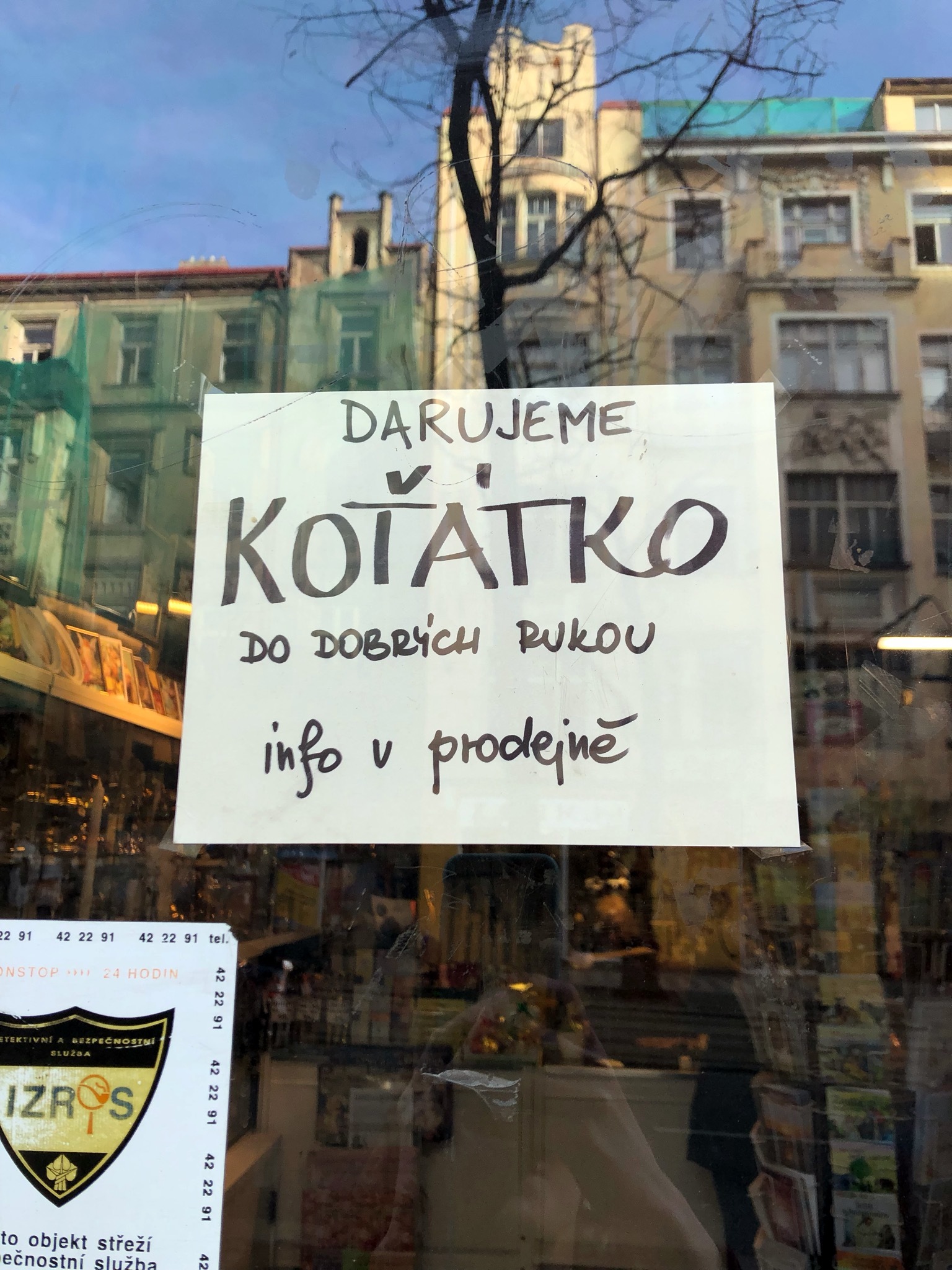 Котятки | Пикабу