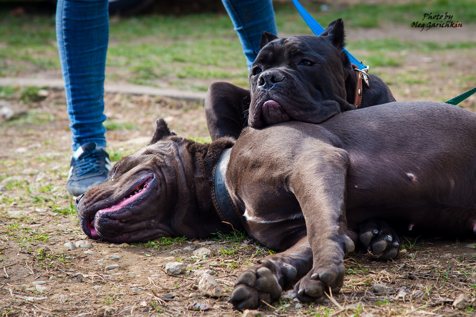 Another series of reportage shots from dog shows held in the South of Russia in 2018, enjoy watching))) - My, Dog, Dogs and people, Exhibition, Dog show, Animalistics, Pets, Longpost