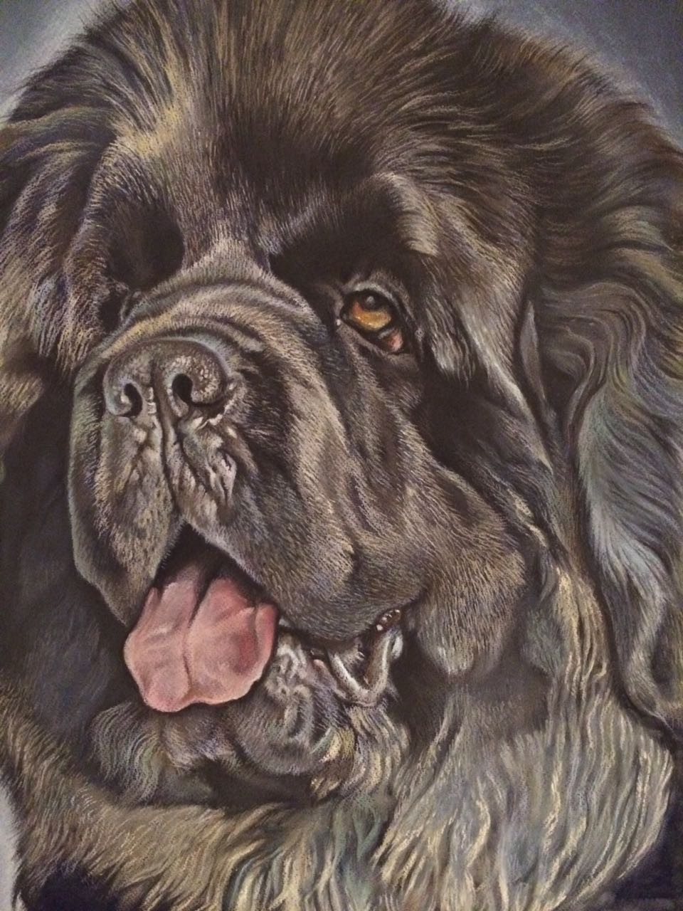 Steps to create a portrait of Tim the Newfoundland. Size 60x80 cm, material: pastel. The portrait was sent to a client in Ermelo, The Netherlands. - My, Portrait, Portrait by photo, Pastel, Dog, Longpost