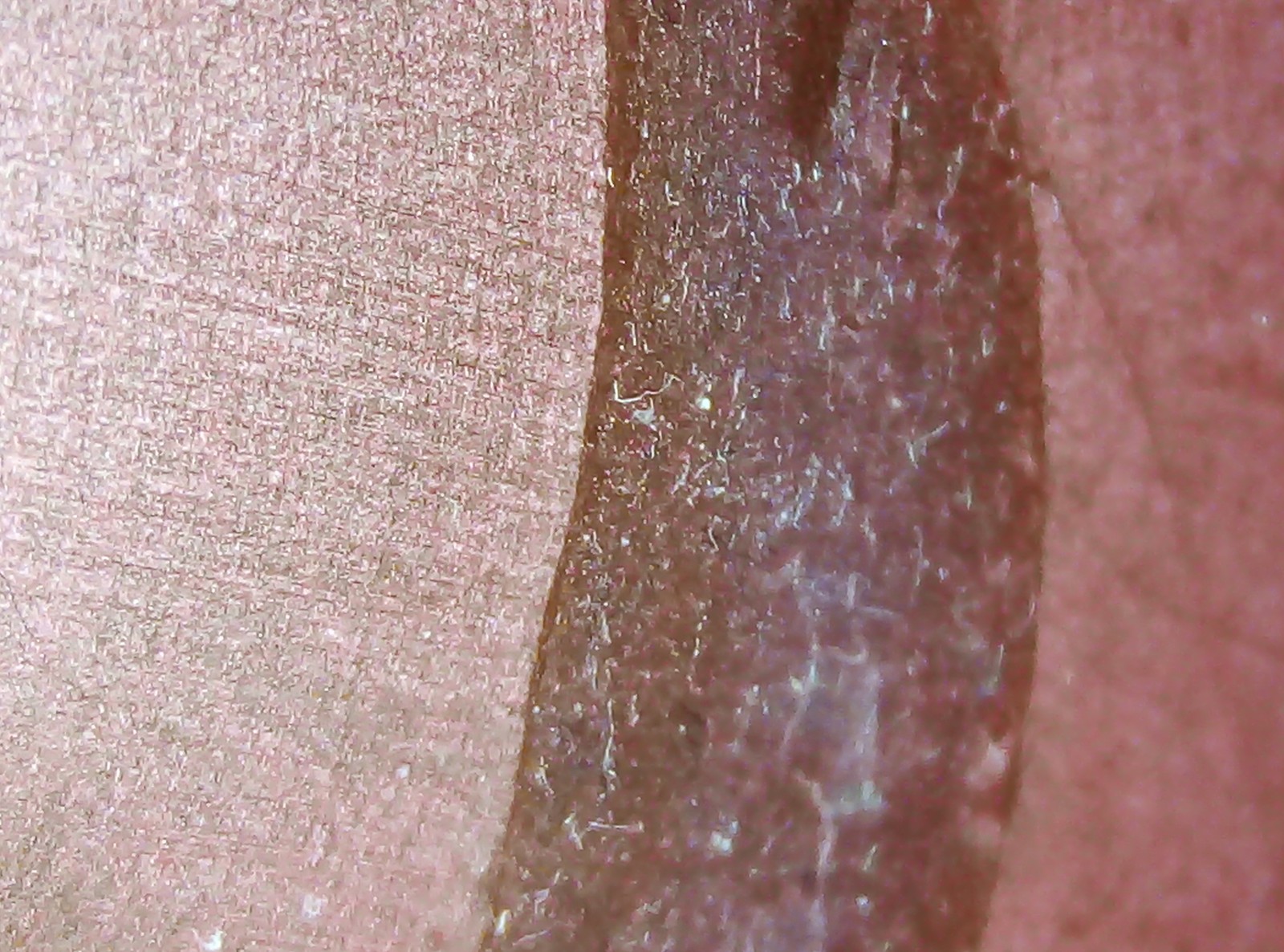 Under phone magnification. - My, Camera, Microscope, Telephone, Longpost, Increase