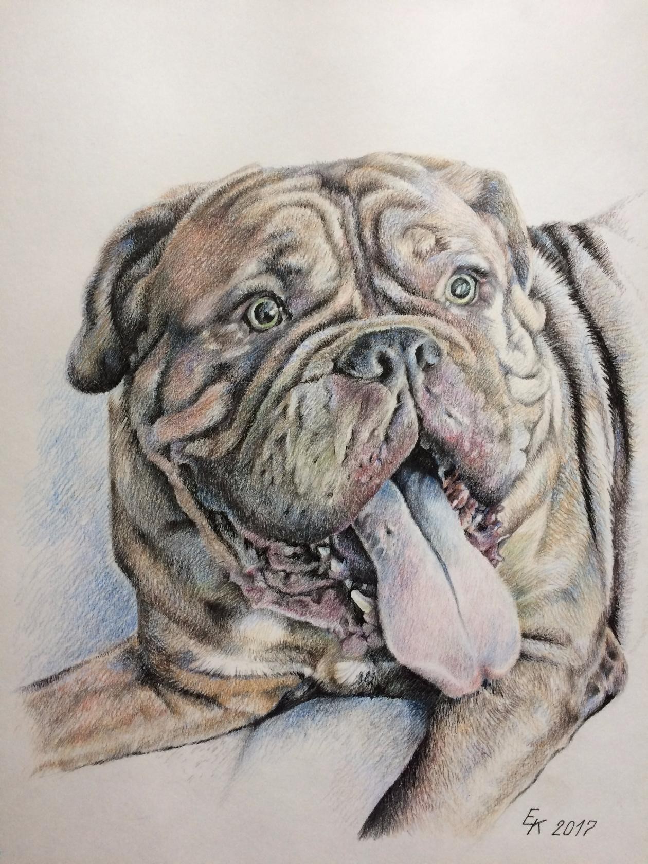 Doges of Bordeaux. The portraits are made with colored pencils. - My, Dog, Portrait, Drawing, Longpost