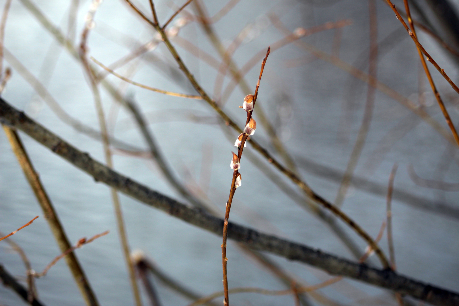 Spring walk in the forest - My, Spring, Birds, The photo, Longpost