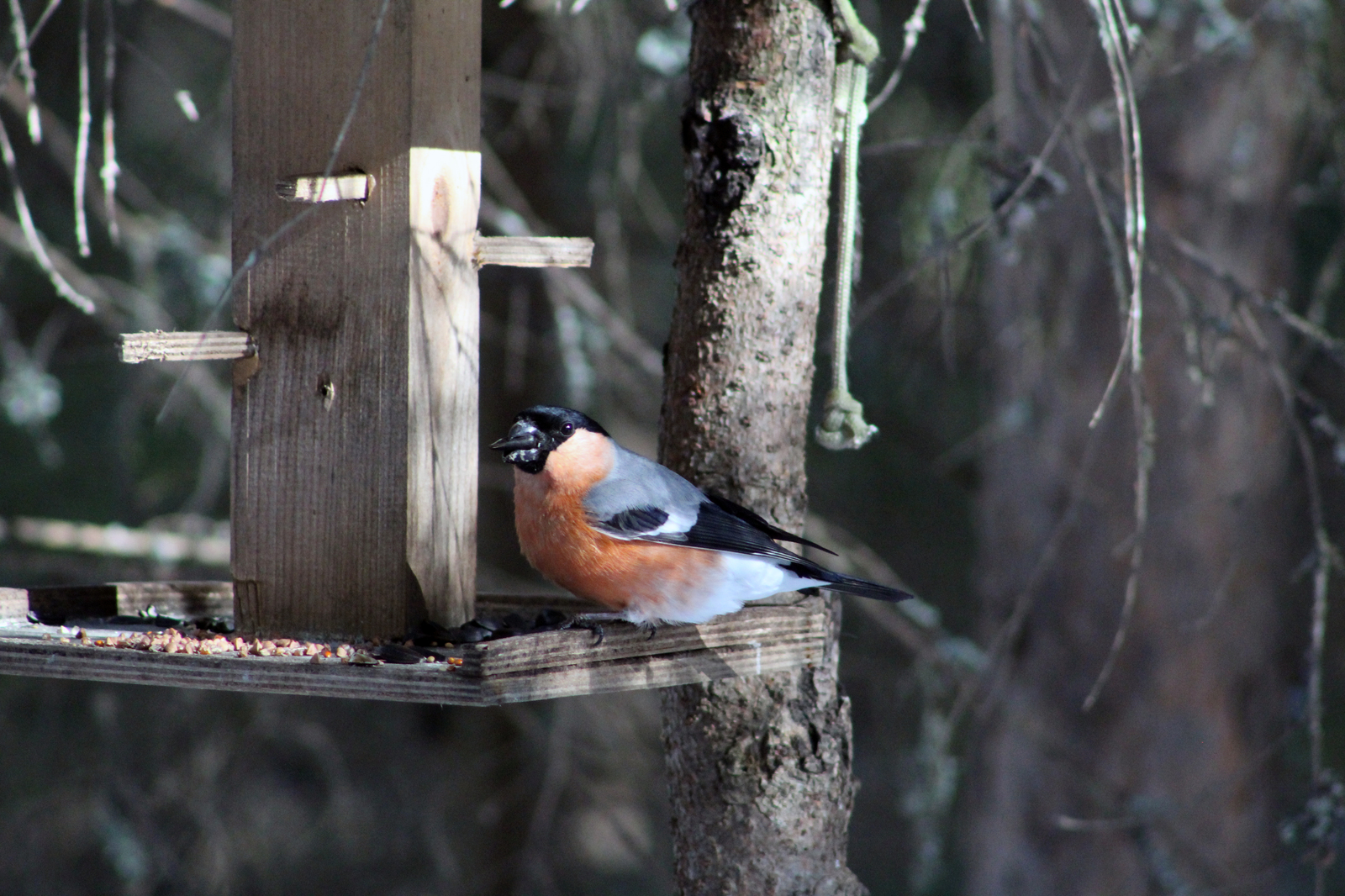 Spring walk in the forest - My, Spring, Birds, The photo, Longpost